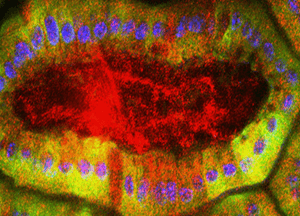 Intravital Imaging