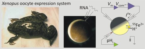 Xenopus Oocyte Expression System